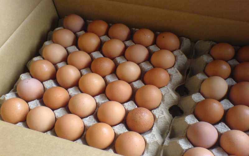 Fresh Table Eggs in Ethiopia